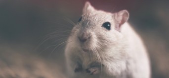 Szczurzy pesymiści pomagają zrozumieć depresję