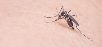 Wirus Zika - podstawowe informacje