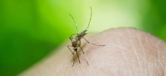 Wirus Zika - komunikat Głównego Inspektoratu Sanitarnego