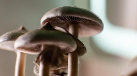 Magiczne Grzyby na Lęk: Jak Działają?